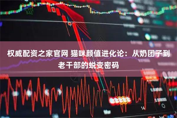 权威配资之家官网 猫咪颜值进化论：从奶团子到老干部的蜕变密码